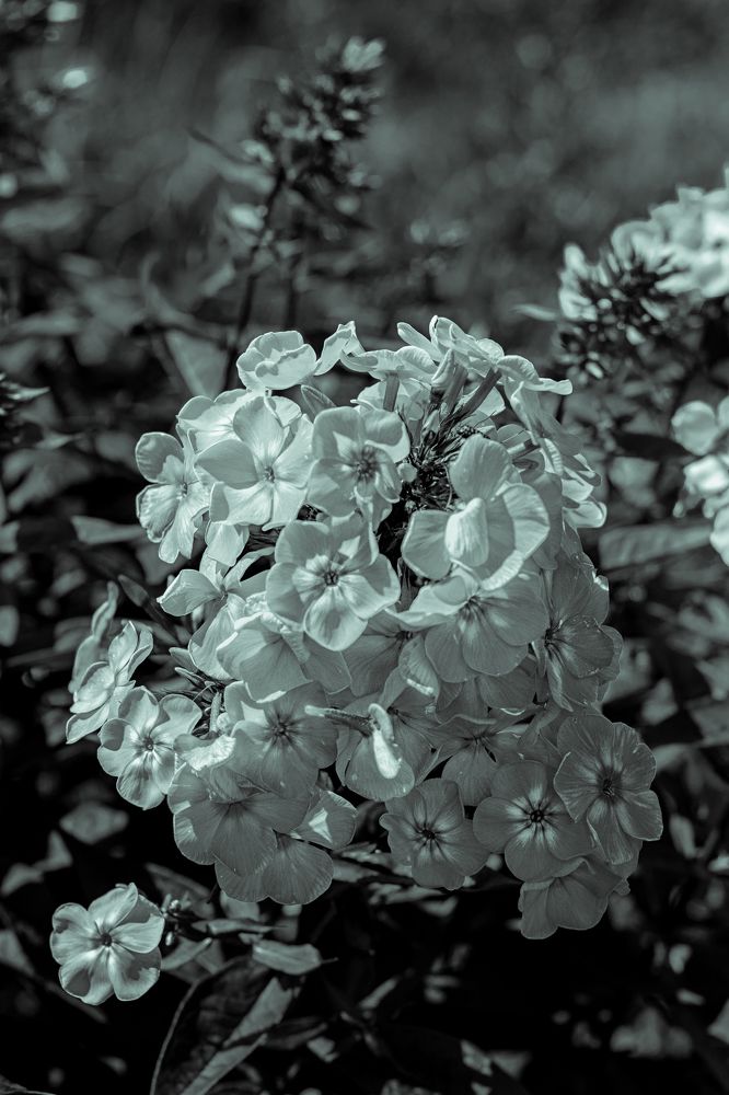 Photograph by Сергей Аникушин