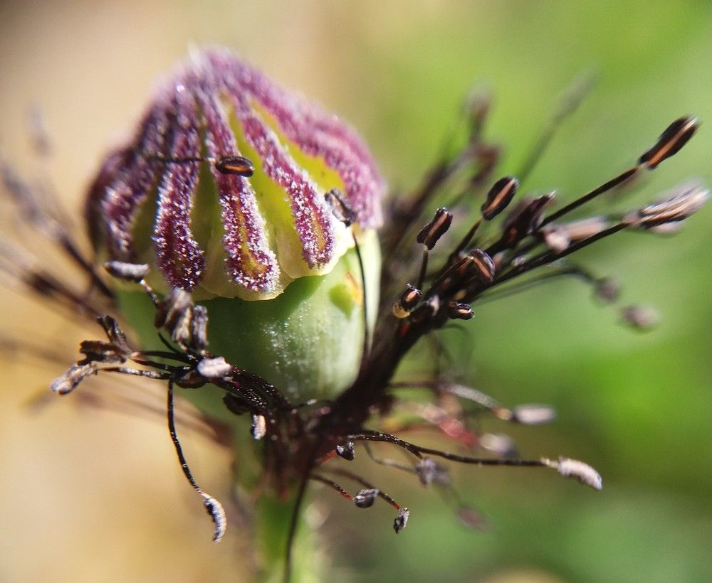 Photograph by Kapil Singh