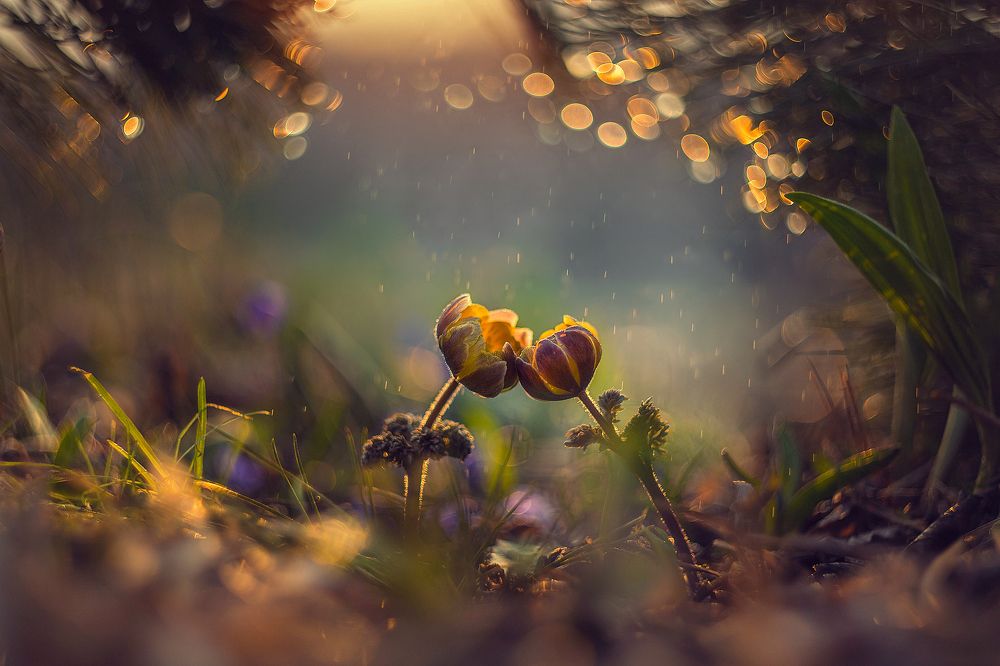 Влюбленные