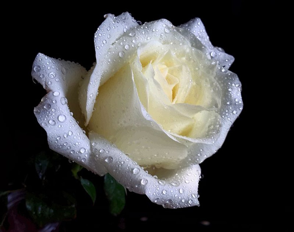 Жемчужная роза