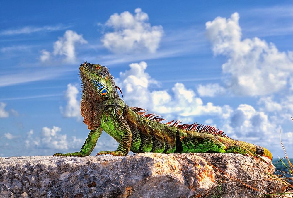 Dragon of Florida Keys