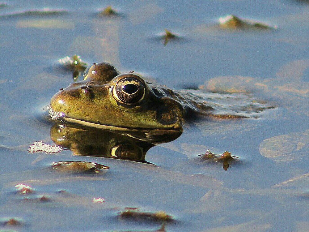 В ожидании принца