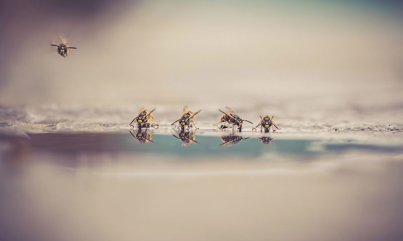 Pavel Pomoleyko, Belarus