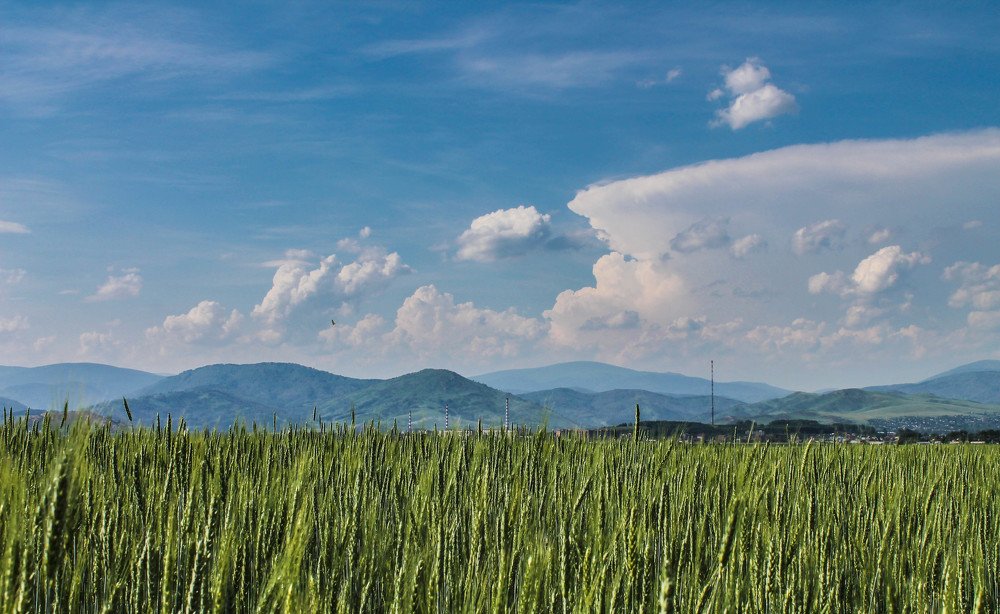 Рожь и небо