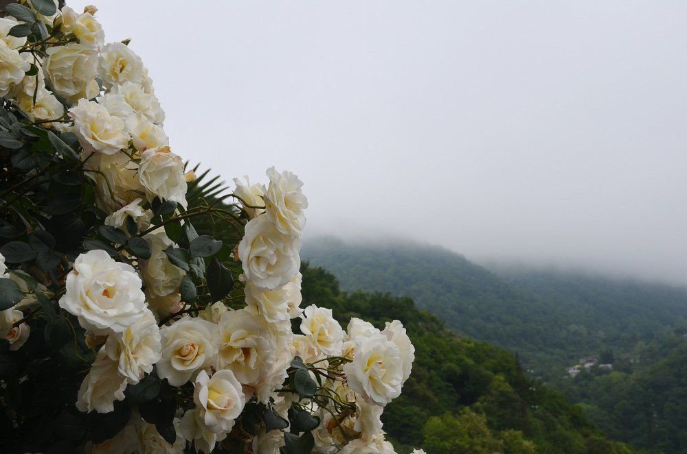 Туманная нежность