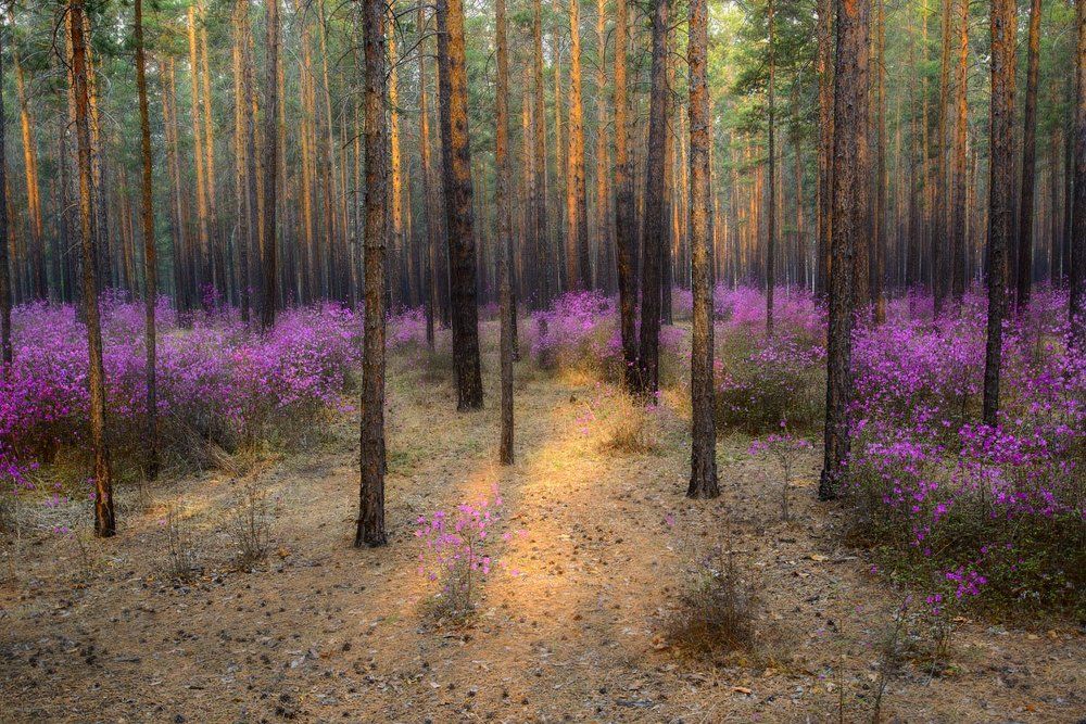 Средь зарослей багульника