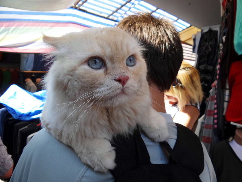 БЕЛОВ АЛЕКСАНДР ГЕОРГИЕВИЧ, Ukraine