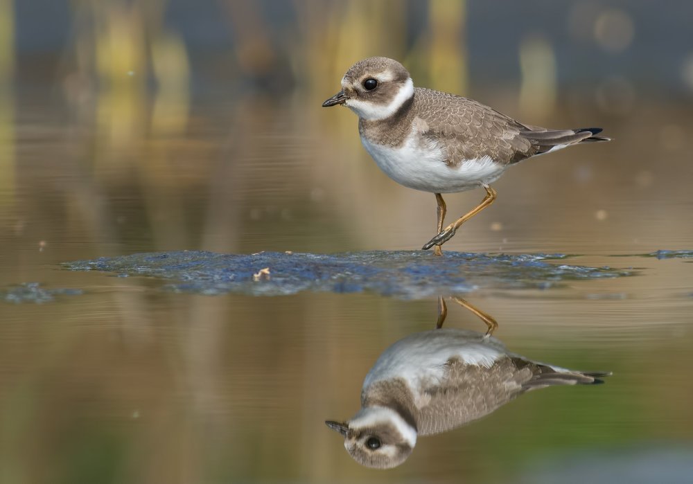Свет мой, зеркальце, скажи, да всю правду доложи...