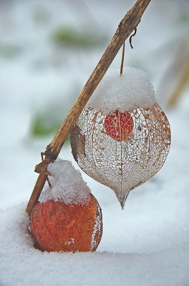 Ажурная зима