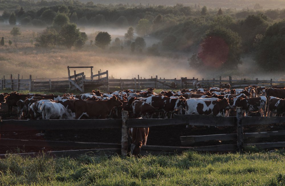 Стадо на закате