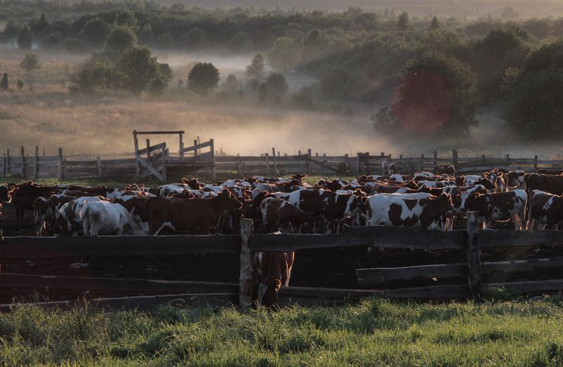 Arseny  Morozov, Russia