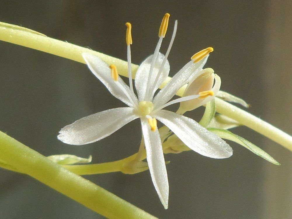 одинокий цветок