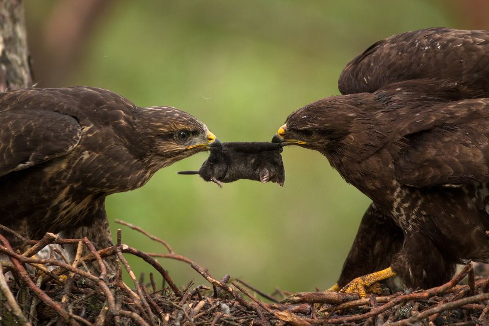 Перетягивание крота