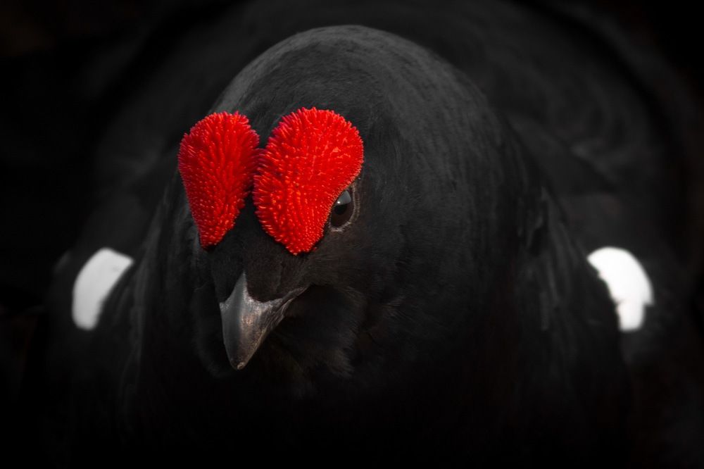 Портрет тетерева