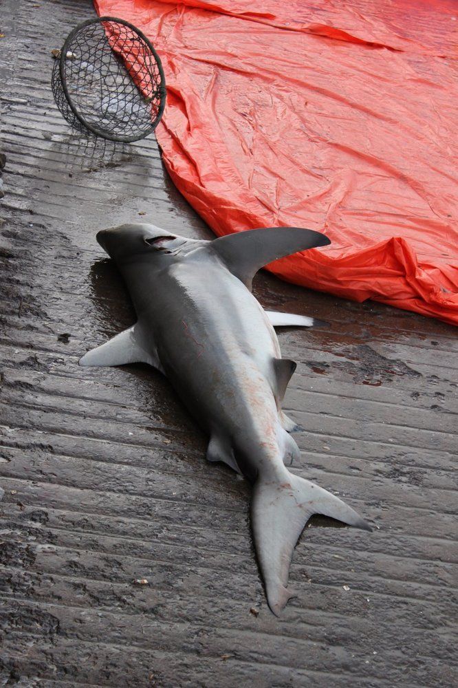 Photograph by Анна Шаньгина