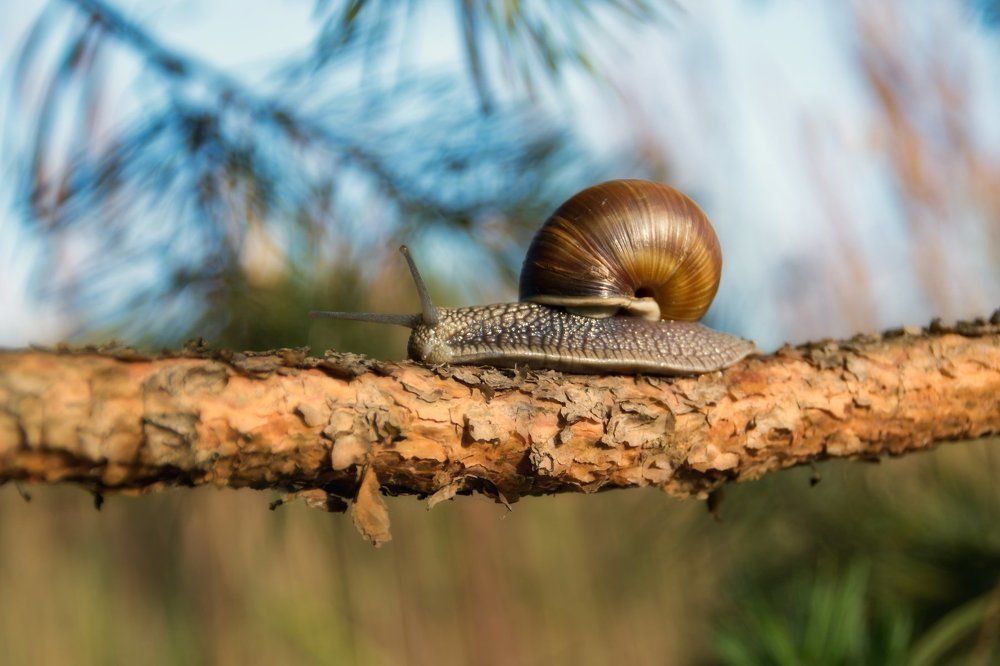 заблудилась