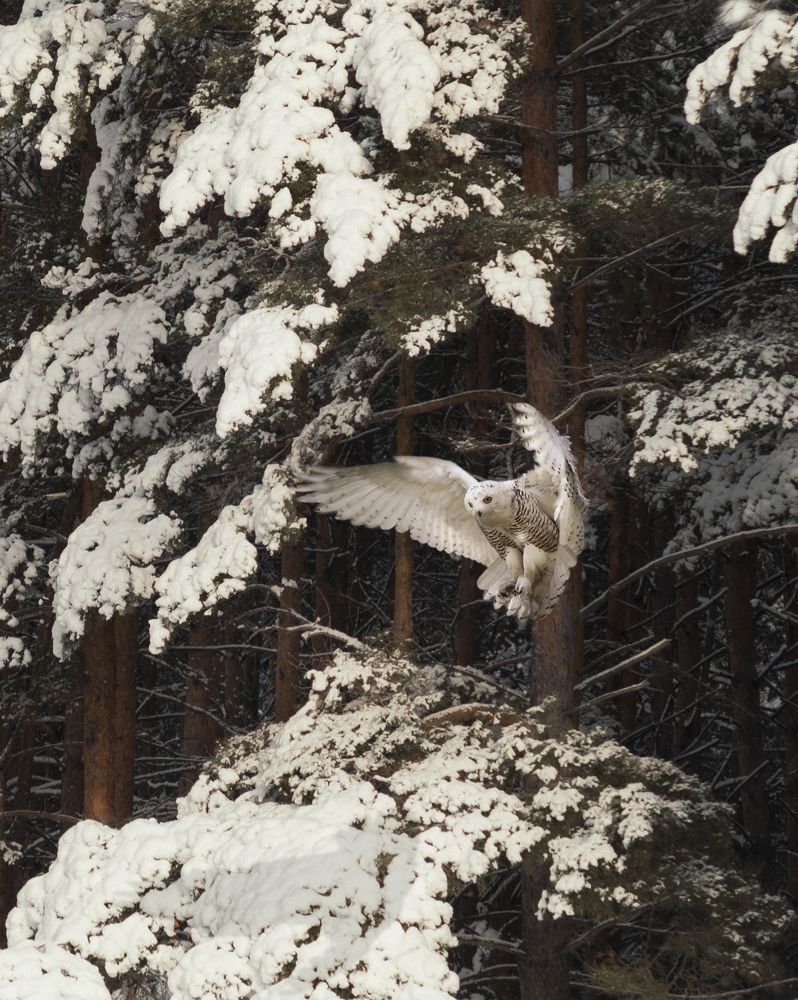 Этот таинственный лес...