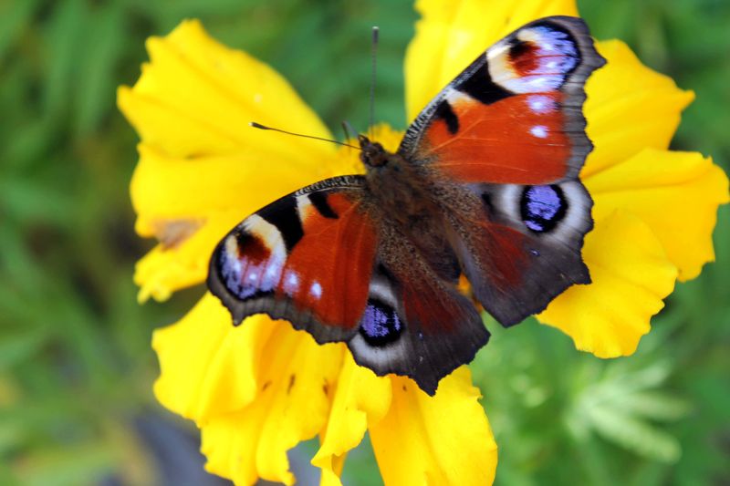 Диана Латыпова, Russia