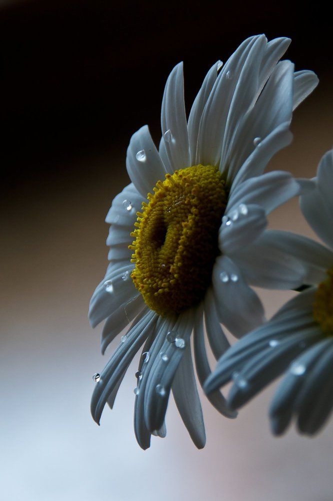 Фотография автора Юлия Кранина