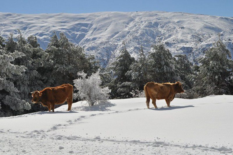 Svitlana Overchuk, Ukraine