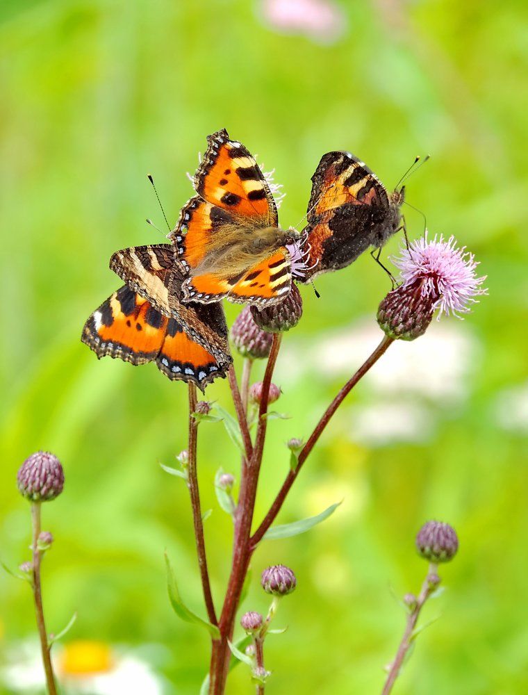 Крапивницы