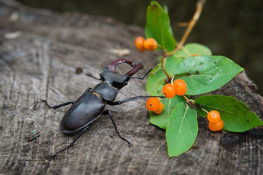 Жук - олень