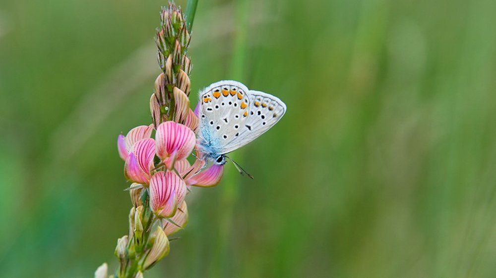Розово - голубой полдень