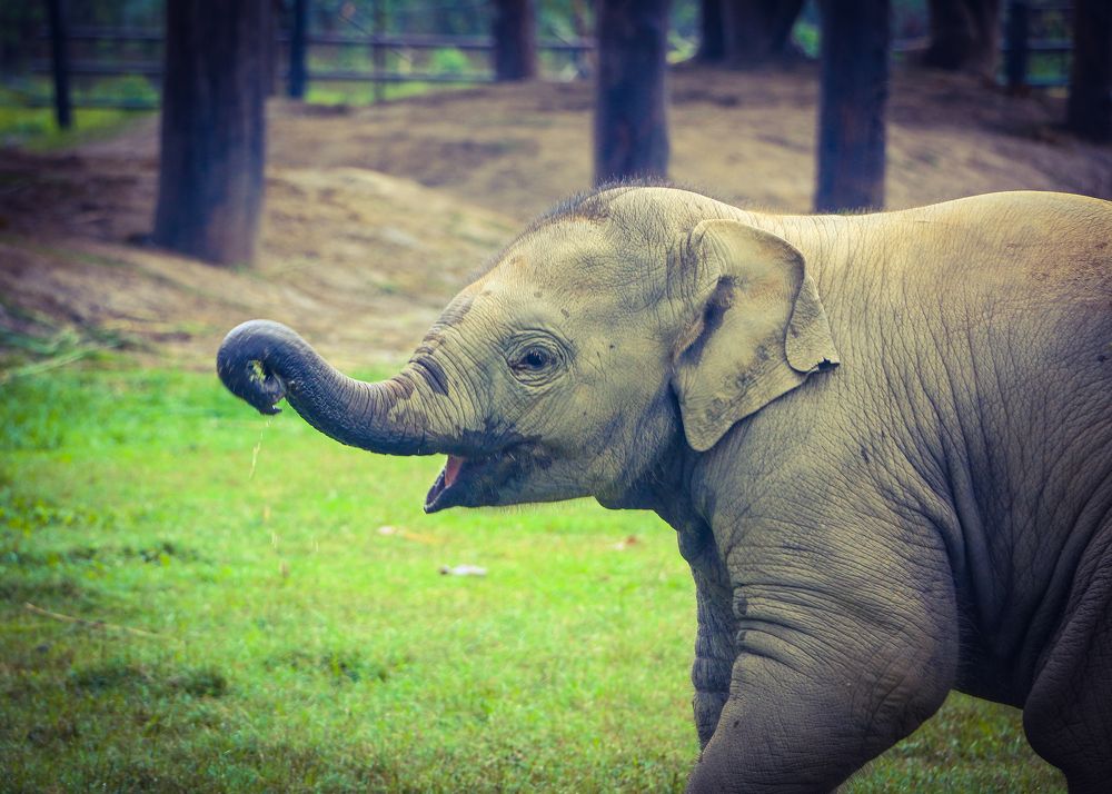 Photograph by shankar bhujel