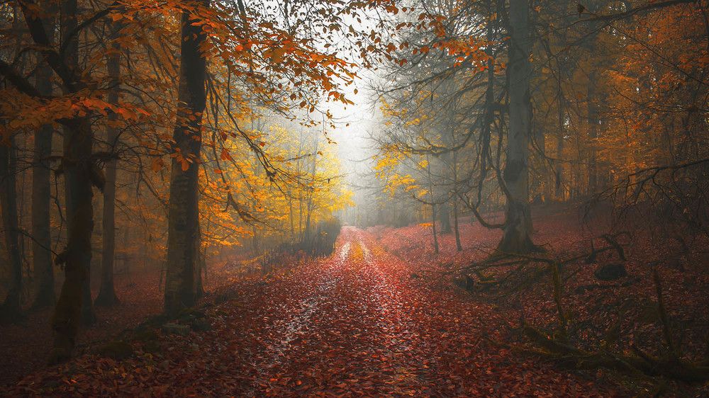 Photograph by Ali Memari