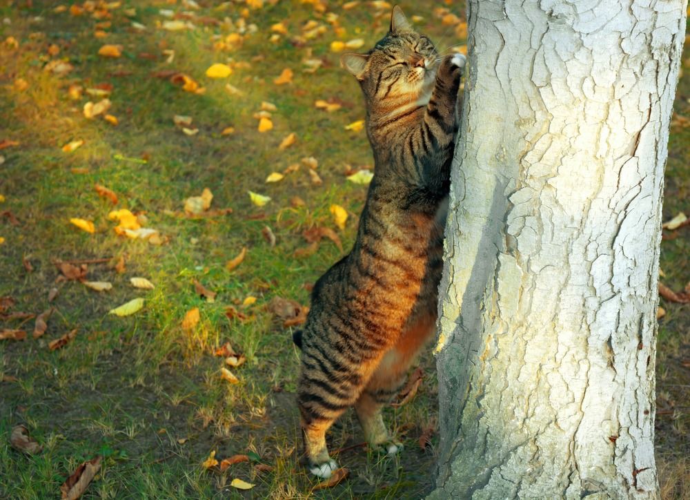 Осеннее наслаждение