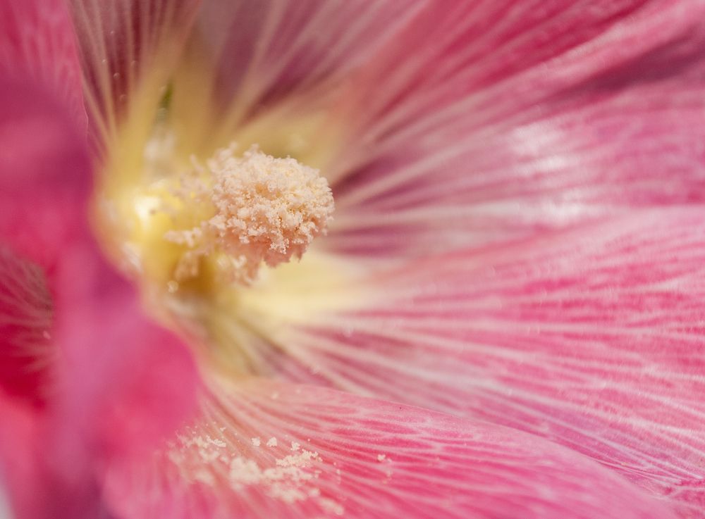 Photograph by Галина Патрушева