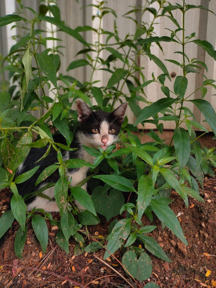 Photograph by Praveen