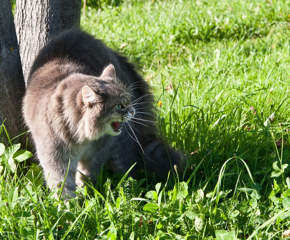 Photograph by Елена Чернова