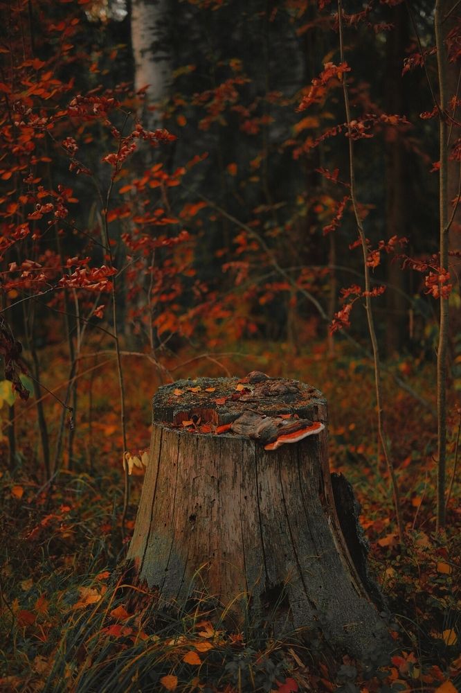 Photograph by Дарья Пысина