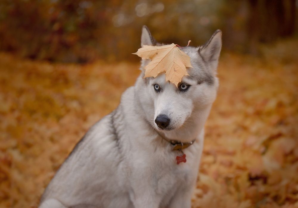 Photograph by Ирина Кленкова