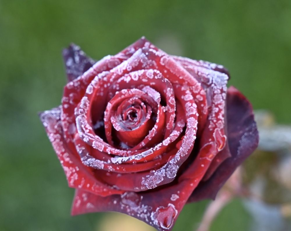 Photograph by Наталья Маркова