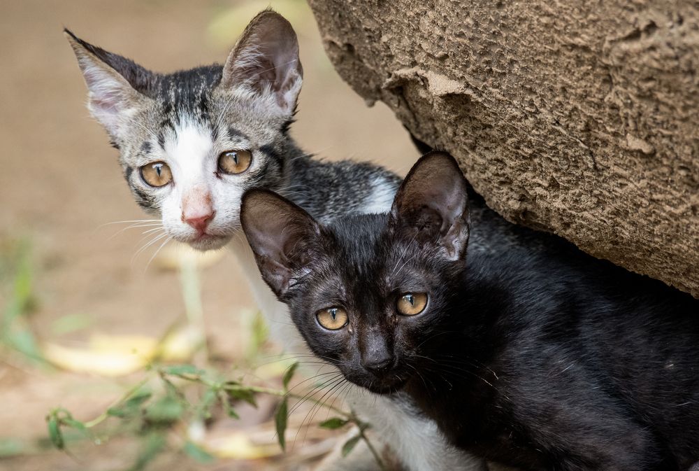 Photograph by Dhaval Solanki