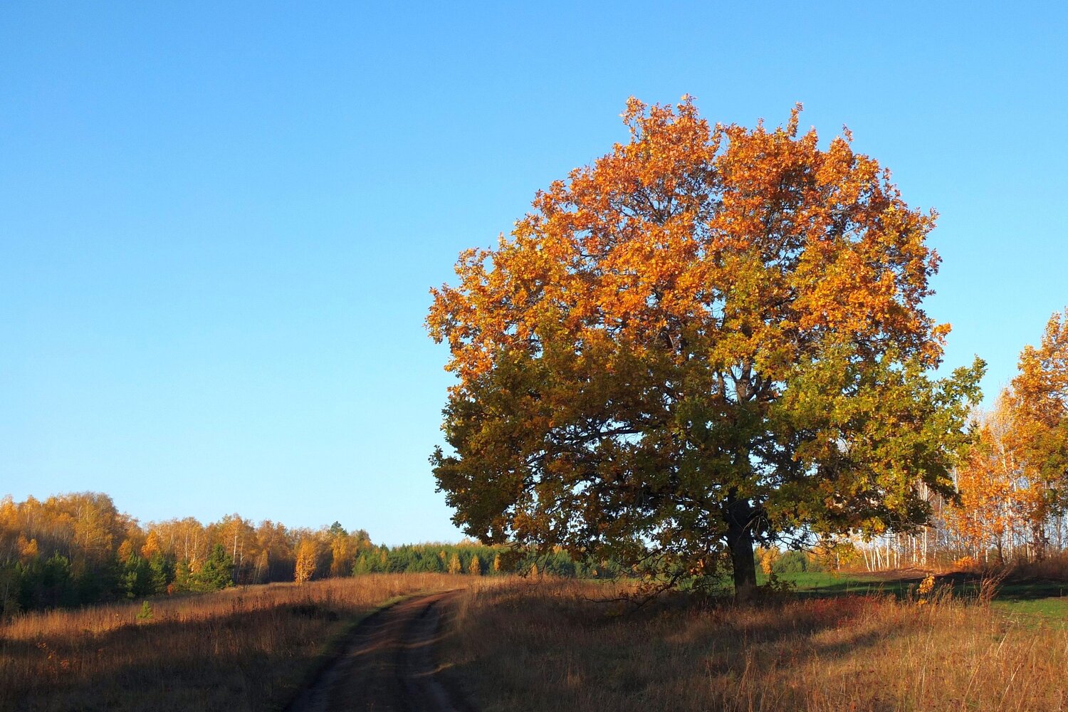 Photo #9700885