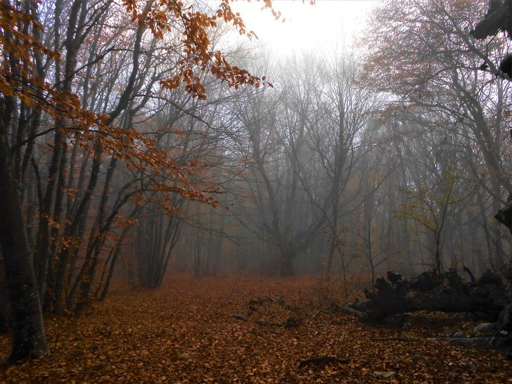 Туман в буковом лесу, Чатыр-Даг