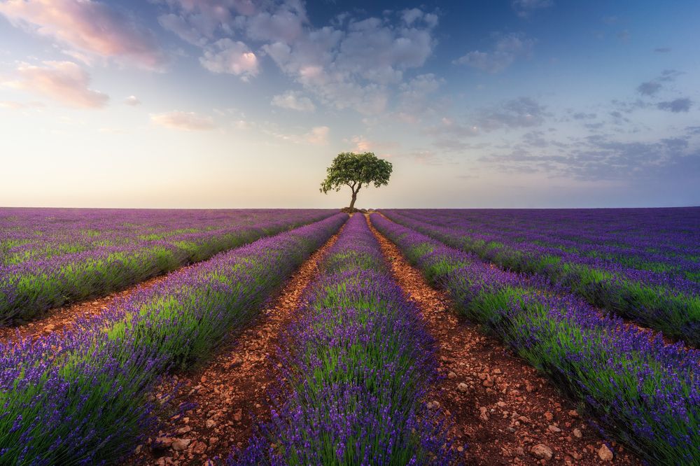 Photograph by Francisco Crusat