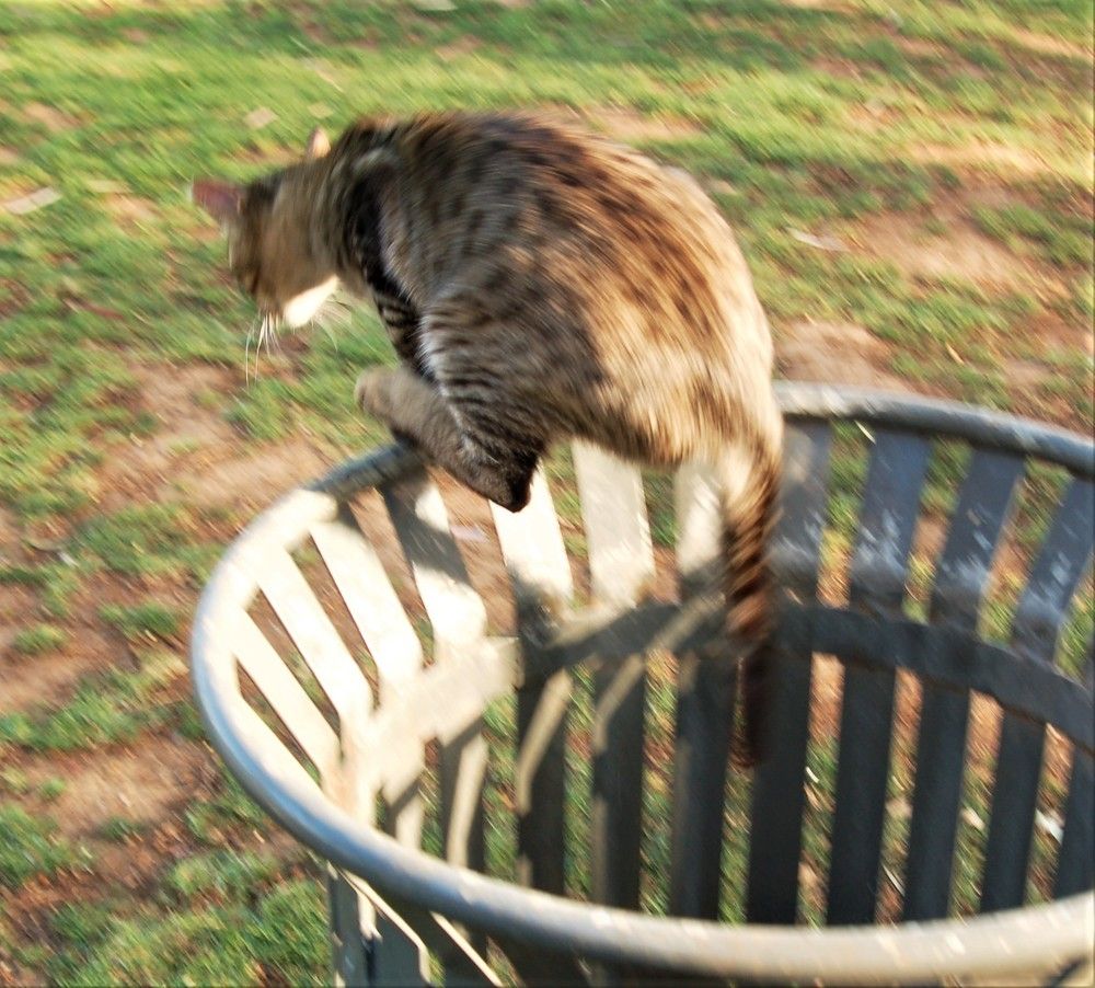 Фотография автора Ася Бабушкина