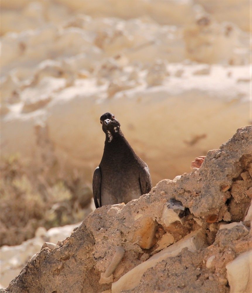 Фотография автора Ася Бабушкина