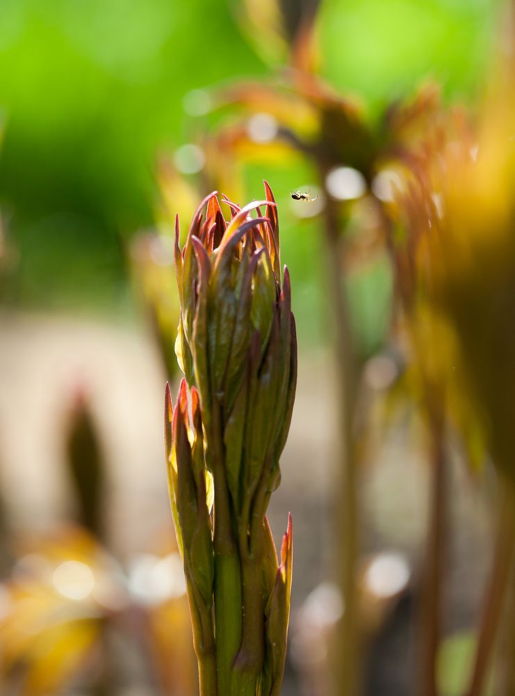 Photograph by Елена Чернова