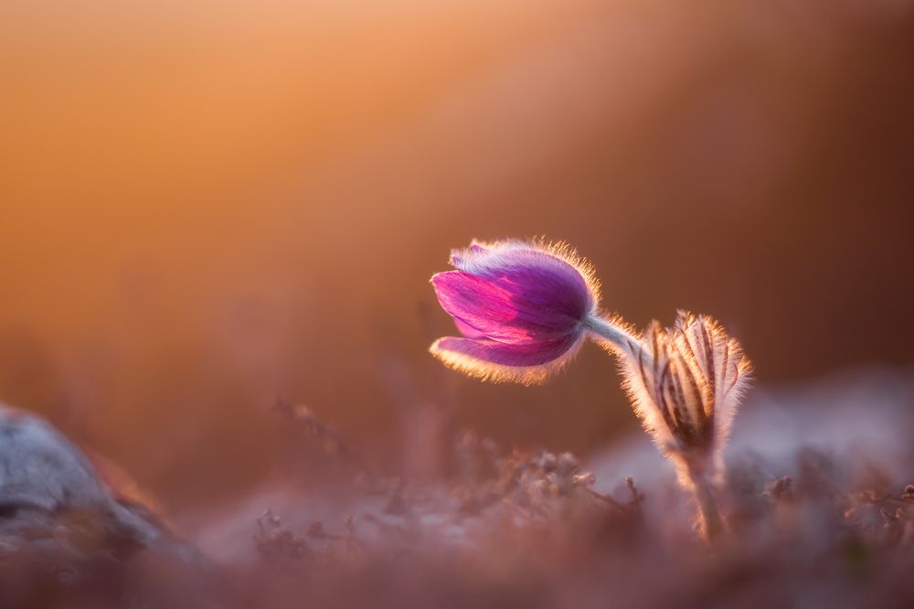 Photograph by Дмитренко Екатерина