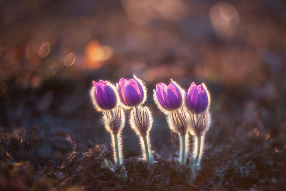 Photograph by Дмитренко Екатерина