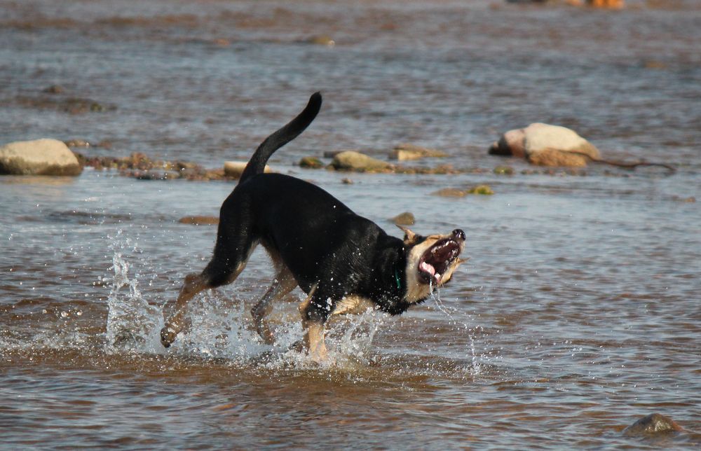 Полная пасть радости