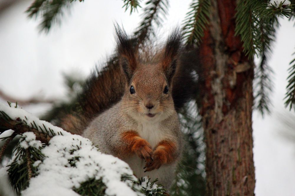 Улыбка белки