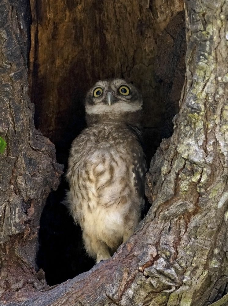 Photograph by Angshuman Mitra