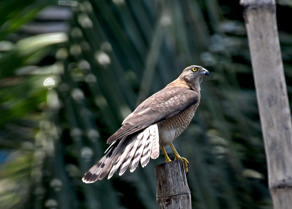 Photograph by Angshuman Mitra