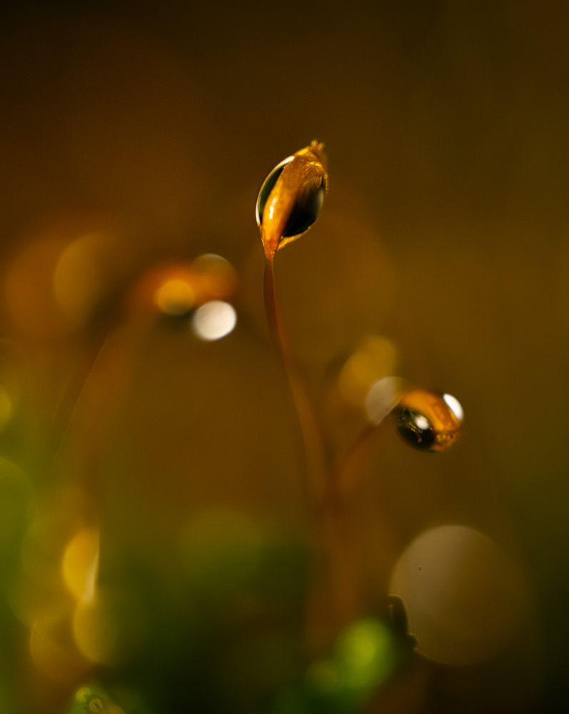 Photograph by Евгения Прокопович